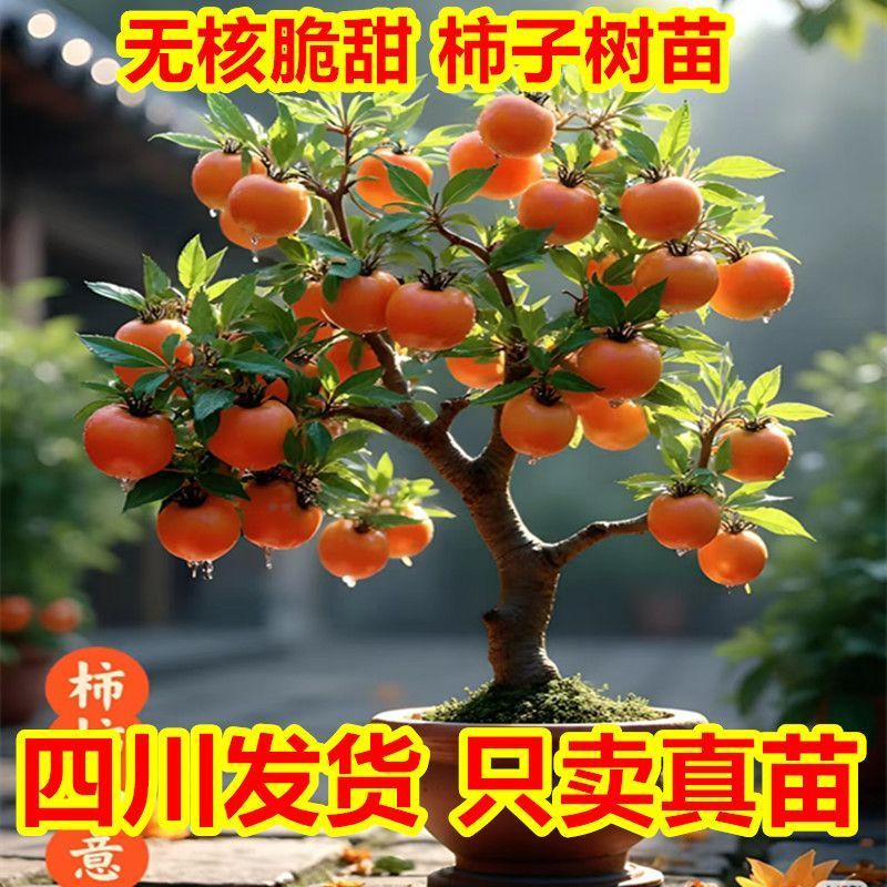 正宗嫁接脆甜柿子苗特大果耐寒无核盆栽地栽南北方可种