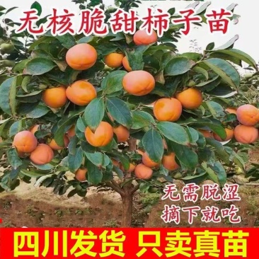 正宗嫁接脆甜柿子苗特大果耐寒无核盆栽地栽南北方可种