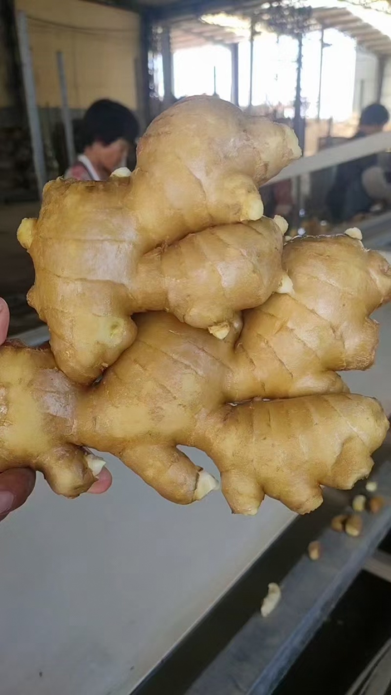 河南【大黄姜，小黄姜，姜母商超，电商】产地批发大块姜批发