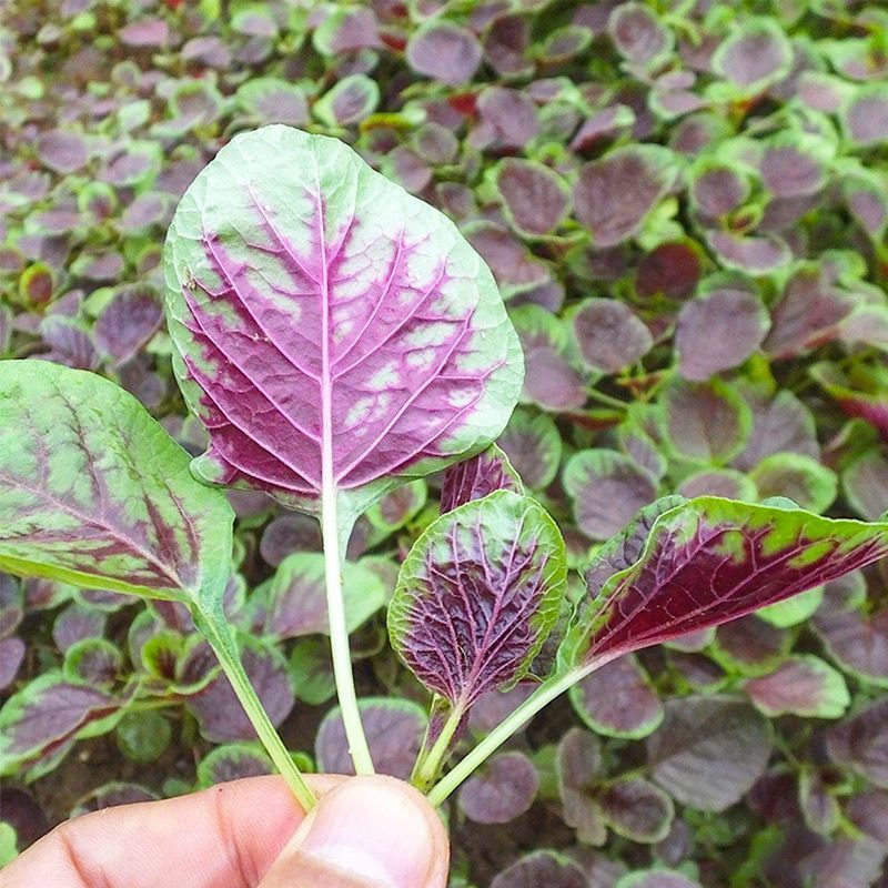 神禾红苋菜种子抗病高产耐贮运耐热耐湿耐旱四季蔬菜