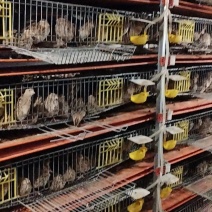 【推荐】鲜鹌鹑蛋大量有货手工鹌鹑蛋产地直发