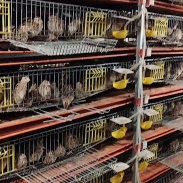 【推荐】鲜鹌鹑蛋大量有货手工鹌鹑蛋产地直发