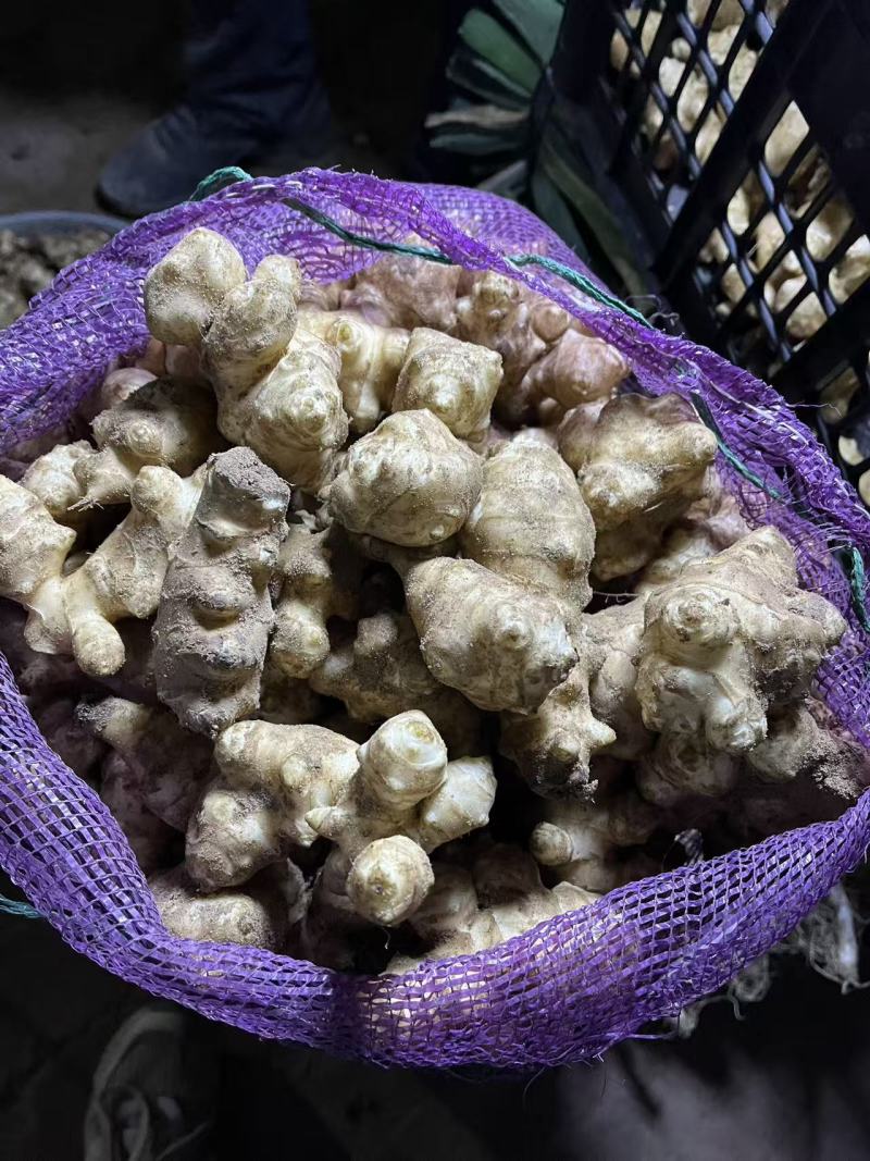 宁夏精品洋姜鬼子姜菊芋