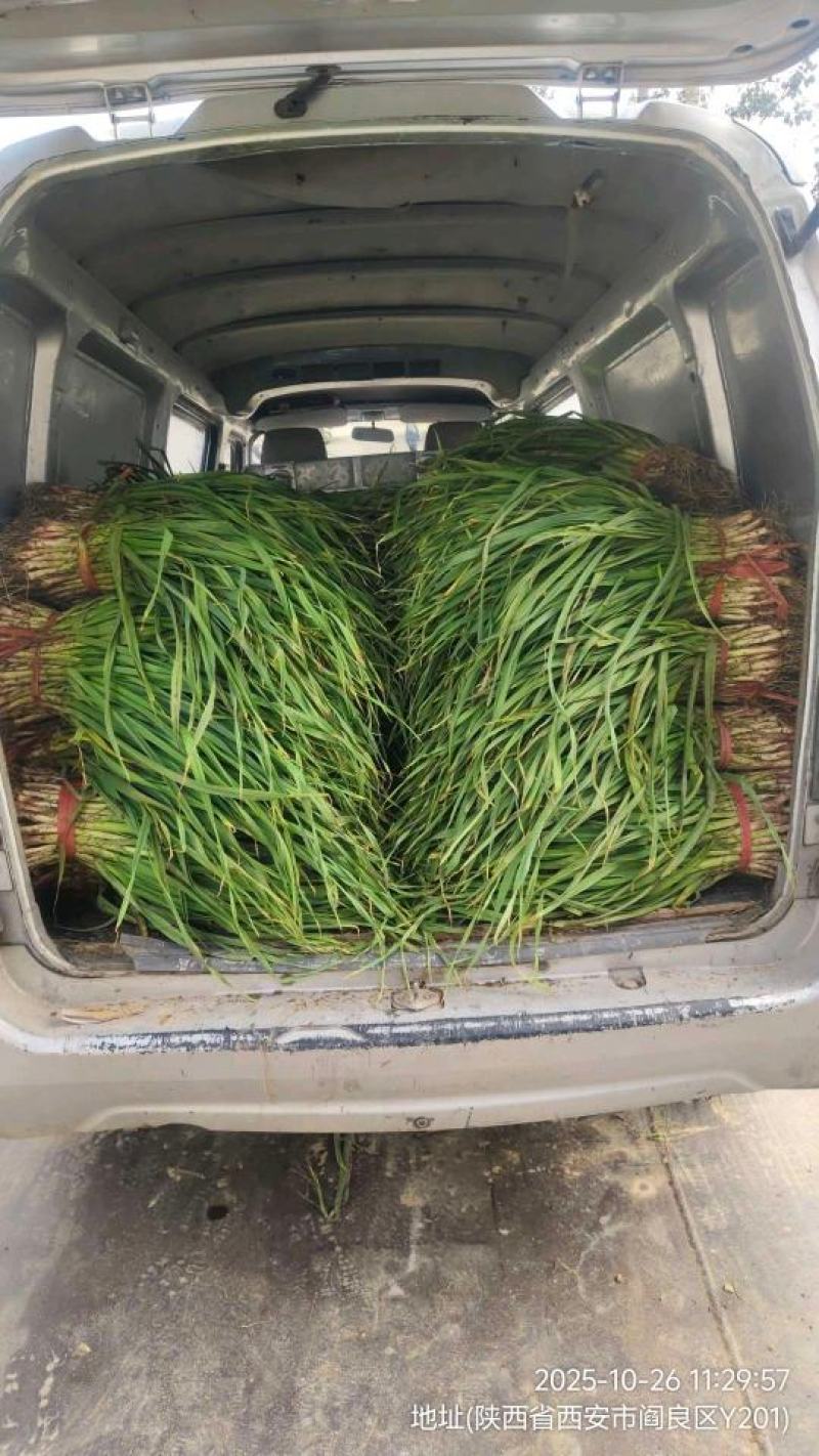 红根蒜苗