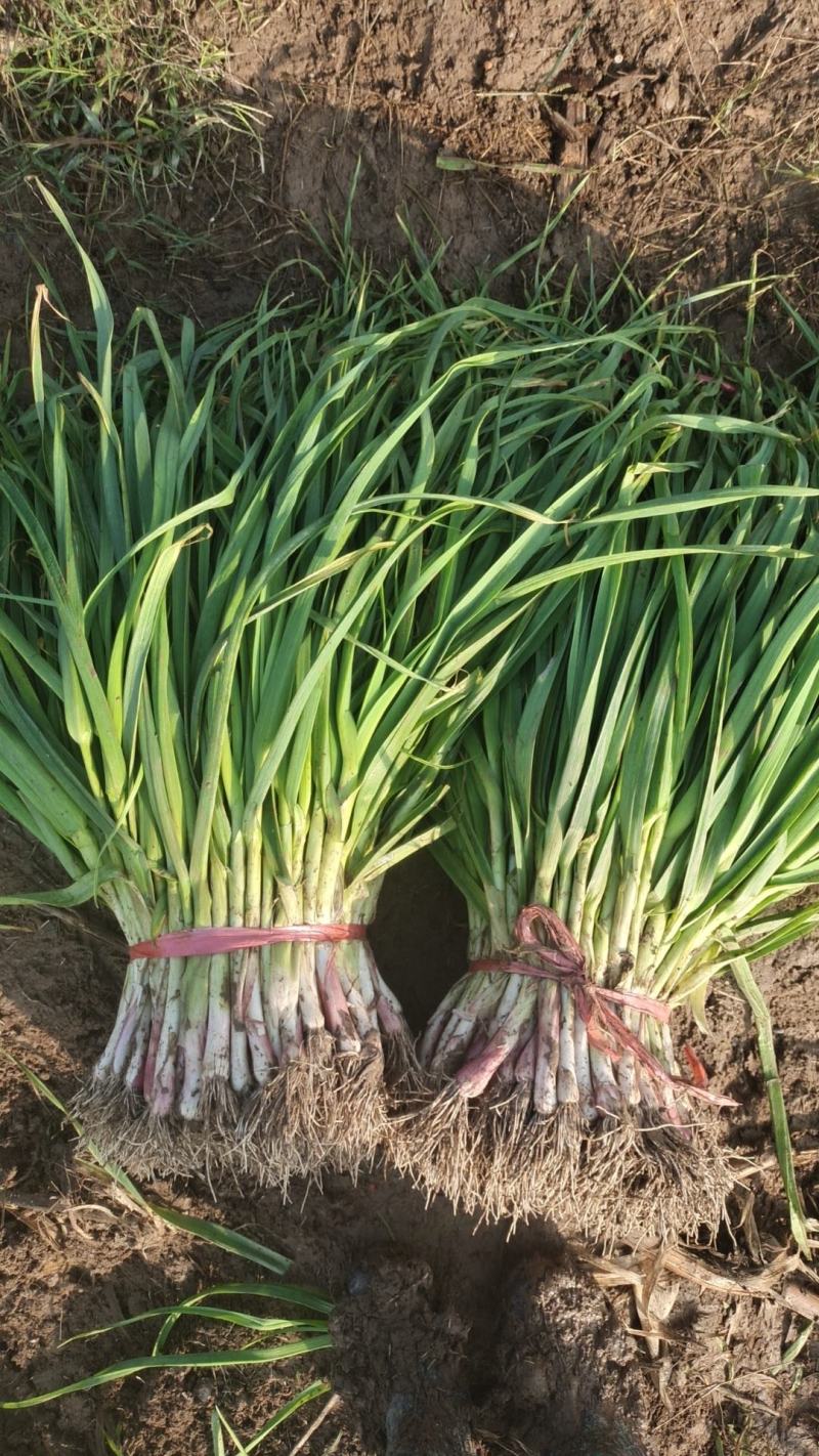 红根蒜苗