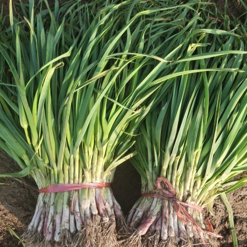 红根蒜苗