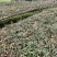 霍山铁皮石斛厂家直销。喜欢的老板欢迎私