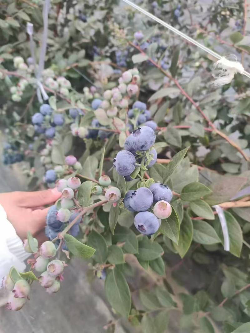 pop，泡泡蓝莓苗接受预定正确版型可签合同。品质有保证