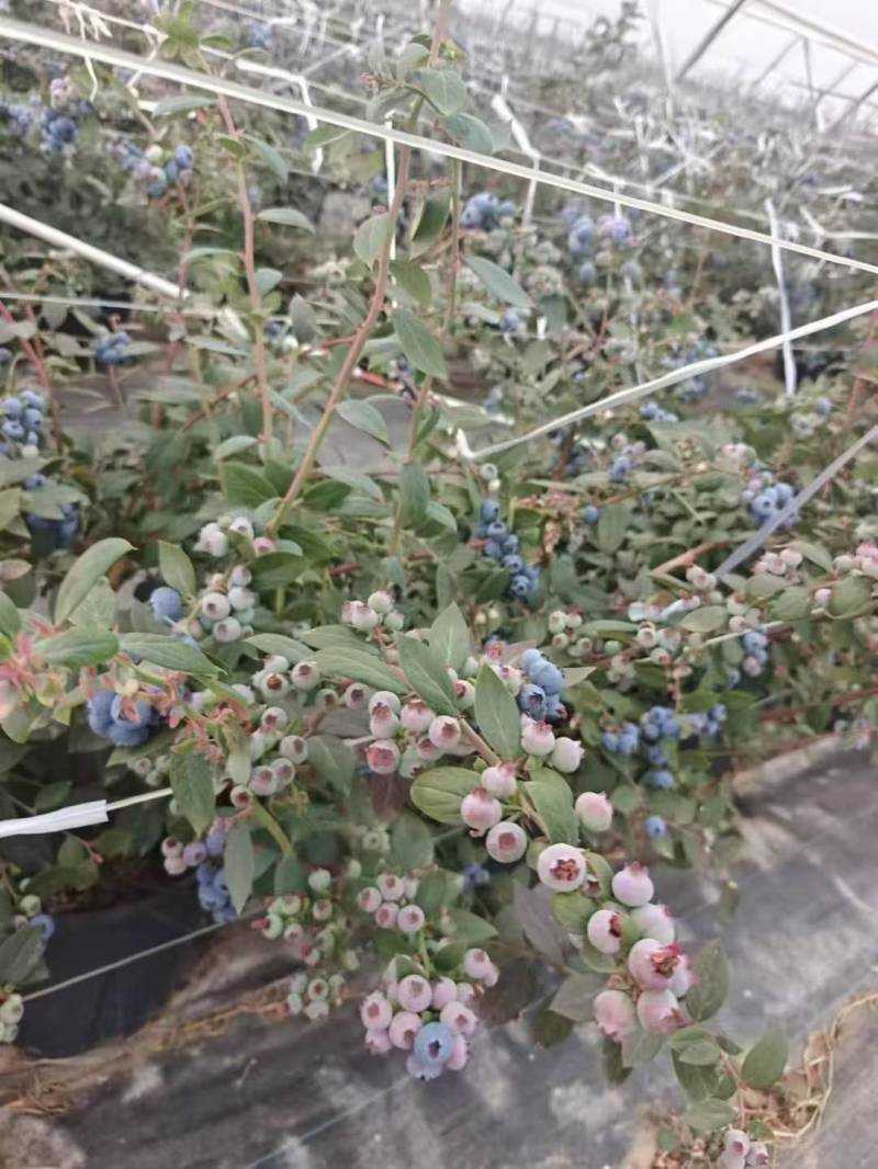 pop，泡泡蓝莓苗接受预定正确版型可签合同。品质有保证
