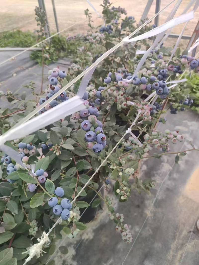 pop，泡泡蓝莓苗接受预定正确版型可签合同。品质有保证
