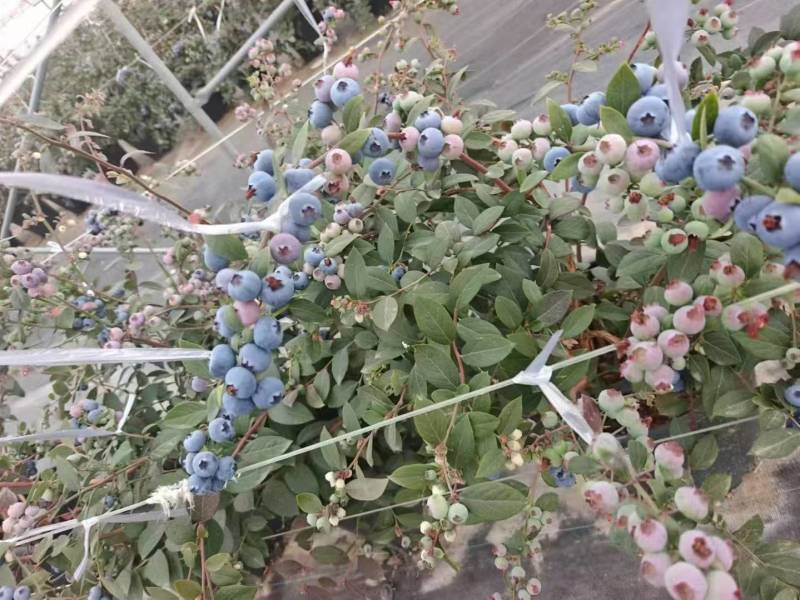 pop，泡泡蓝莓苗接受预定正确版型可签合同。品质有保证