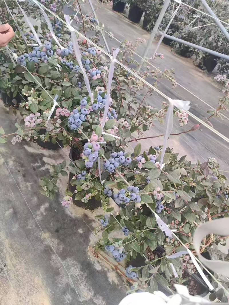 pop，泡泡蓝莓苗接受预定正确版型可签合同。品质有保证