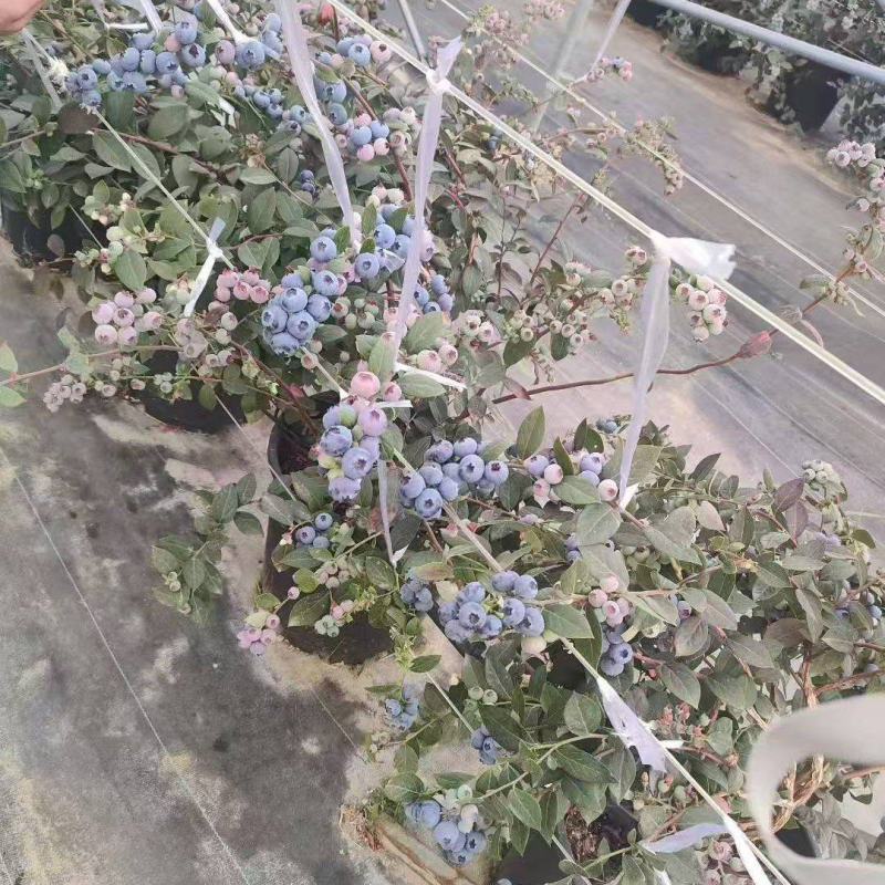 pop，泡泡蓝莓苗接受预定正确版型可签合同。品质有保证