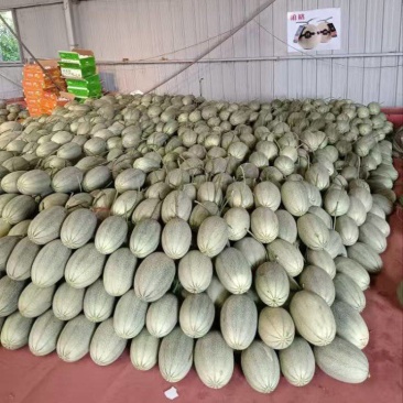 西州蜜25哈密瓜产地直发一手货源保质保量全国发货量大价优