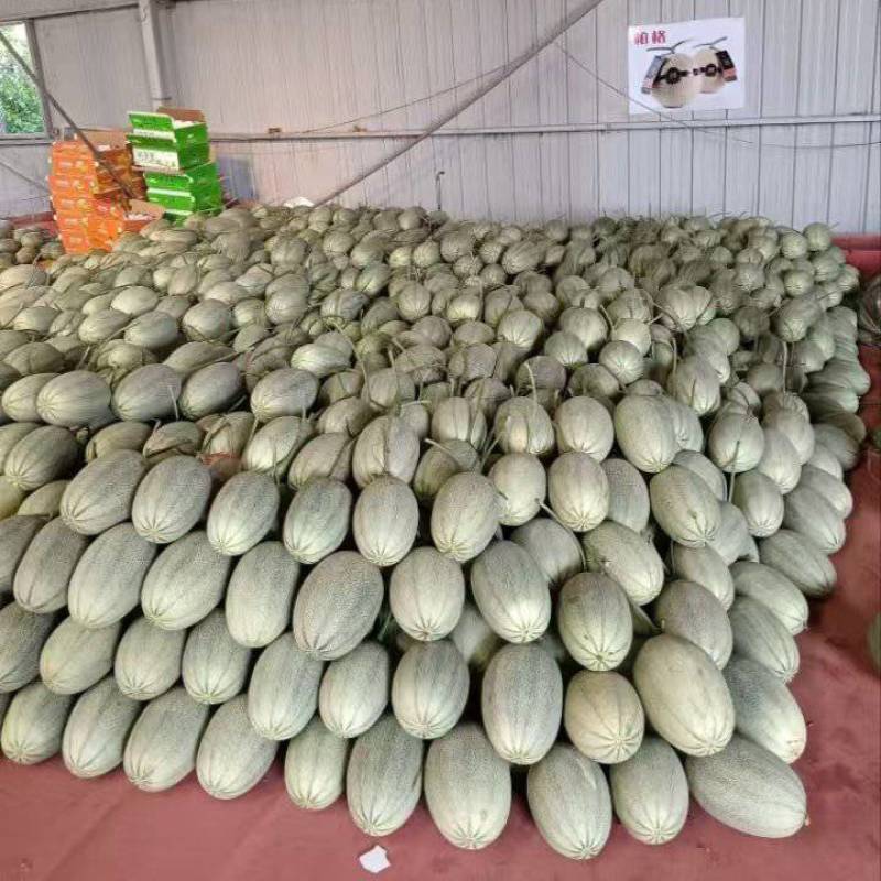 西州蜜25哈密瓜产地直发一手货源保质保量全国发货量大价优