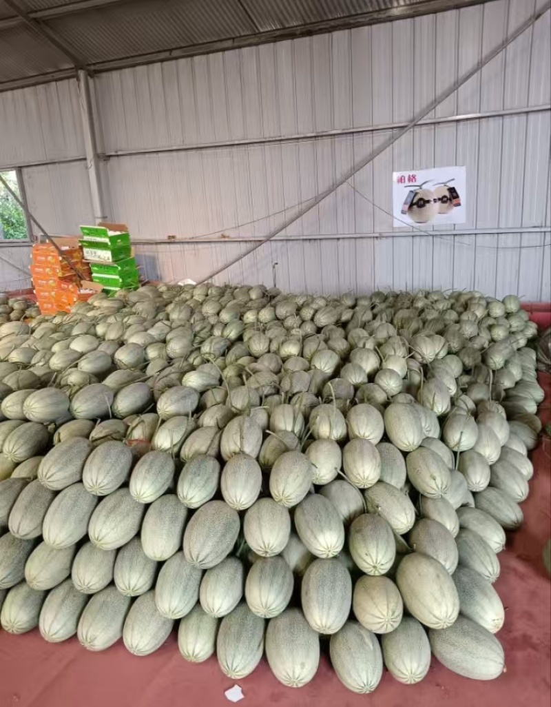 西州蜜25哈密瓜产地直发一手货源保质保量全国发货量大价优