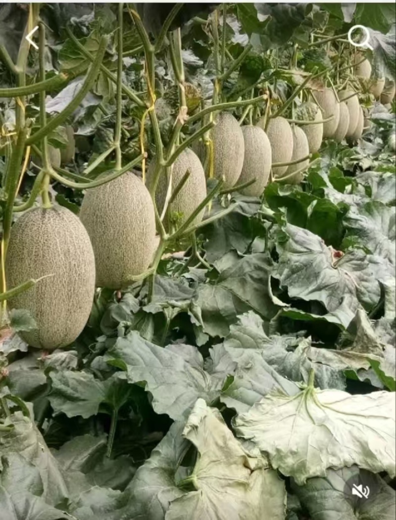 西州蜜25哈密瓜产地直发一手货源保质保量全国发货量大价优