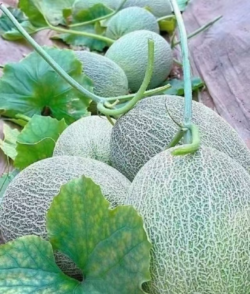 西州蜜25哈密瓜产地直发一手货源保质保量全国发货量大价优