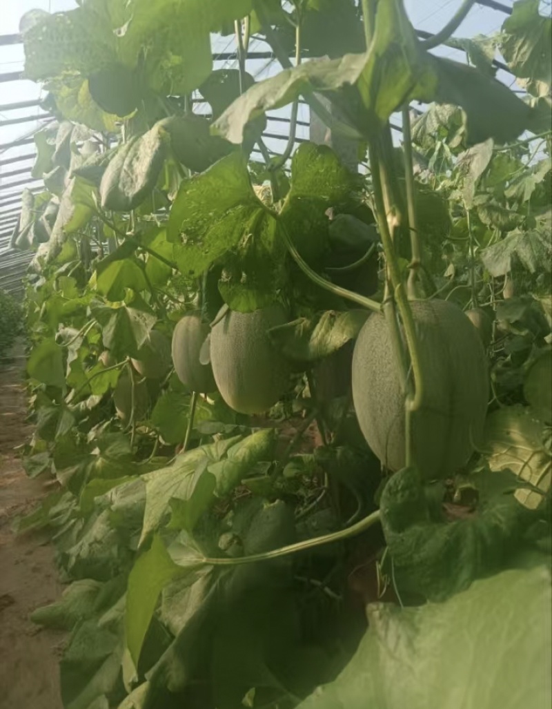 西州蜜25哈密瓜产地直发一手货源保质保量全国发货量大价优