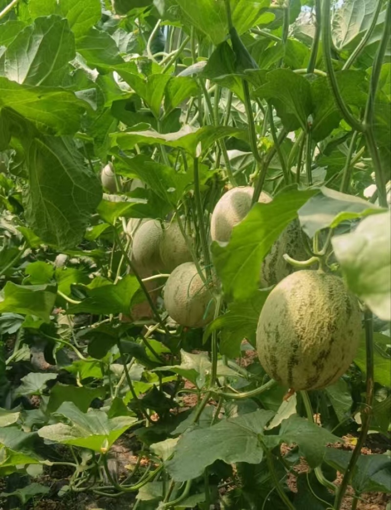 西州蜜25哈密瓜产地直发一手货源保质保量全国发货量大价优