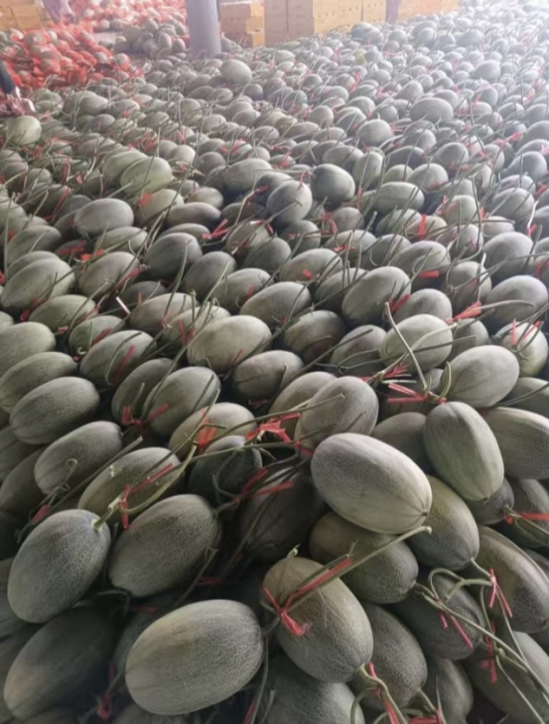 西州蜜25哈密瓜产地直发一手货源保质保量全国发货量大价优