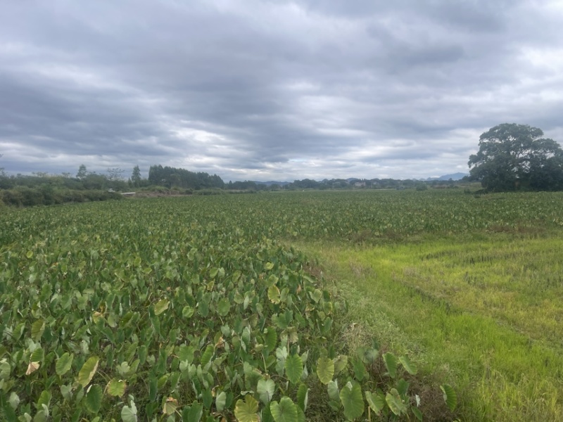 正宗荔浦芋头种子荔浦基地发货