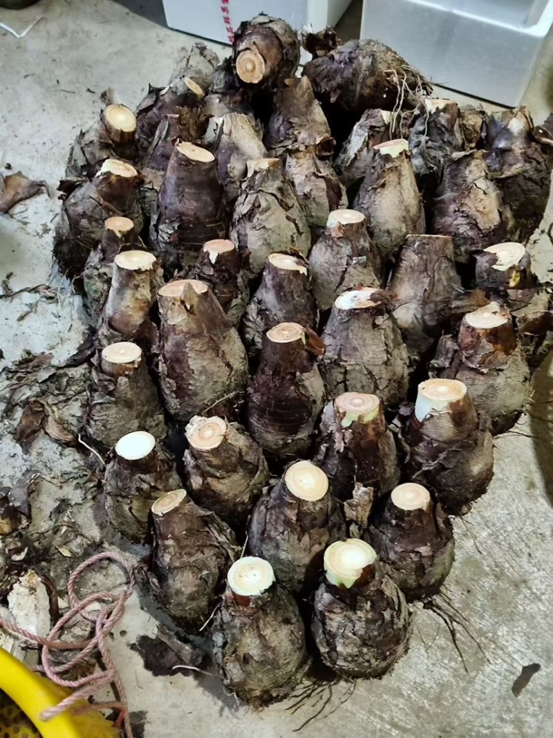 正宗荔浦芋头种子荔浦基地发货