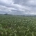正宗荔浦芋头种子荔浦基地发货