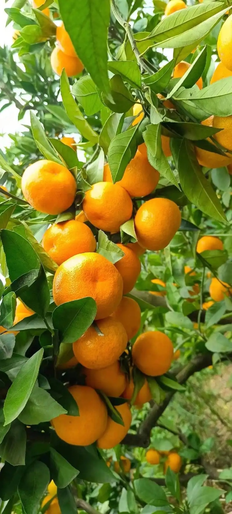 蜜橘大量有货价格美丽服务周到一手货源欢迎联系