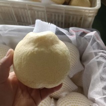 山东冠县山农酥梨大量接单产地直发量大从优欢迎来电