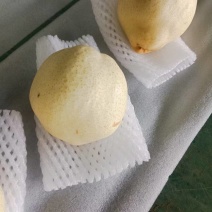 【推荐】山农酥梨大量接单品质保证诚信合作欢迎来电