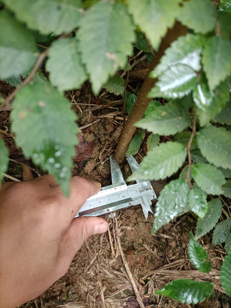 红榉地苗