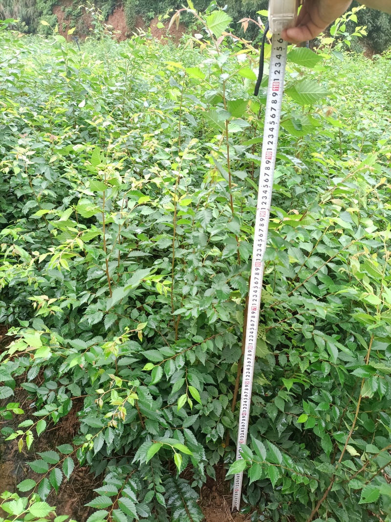红榉地苗