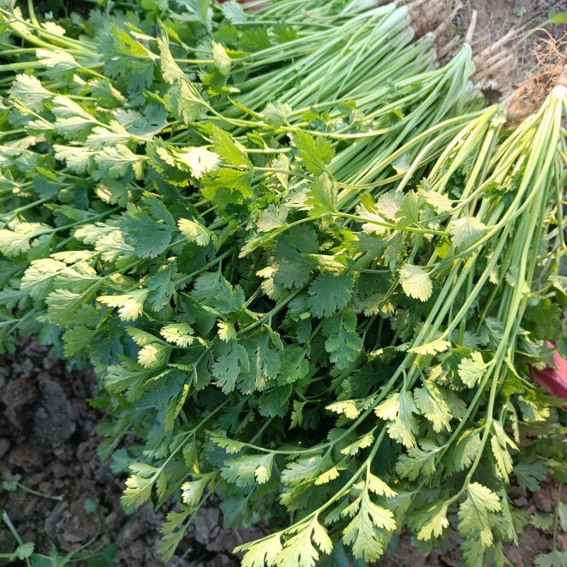 精品香菜