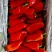 梨树红泡椒