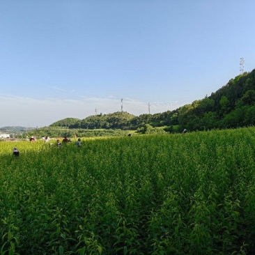蜂糖李苗