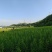 蜂糖李苗