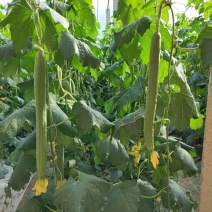 新贵族一号丝瓜种子秋延越冬一大茬长丝瓜种瓜色翠绿肉质硬产