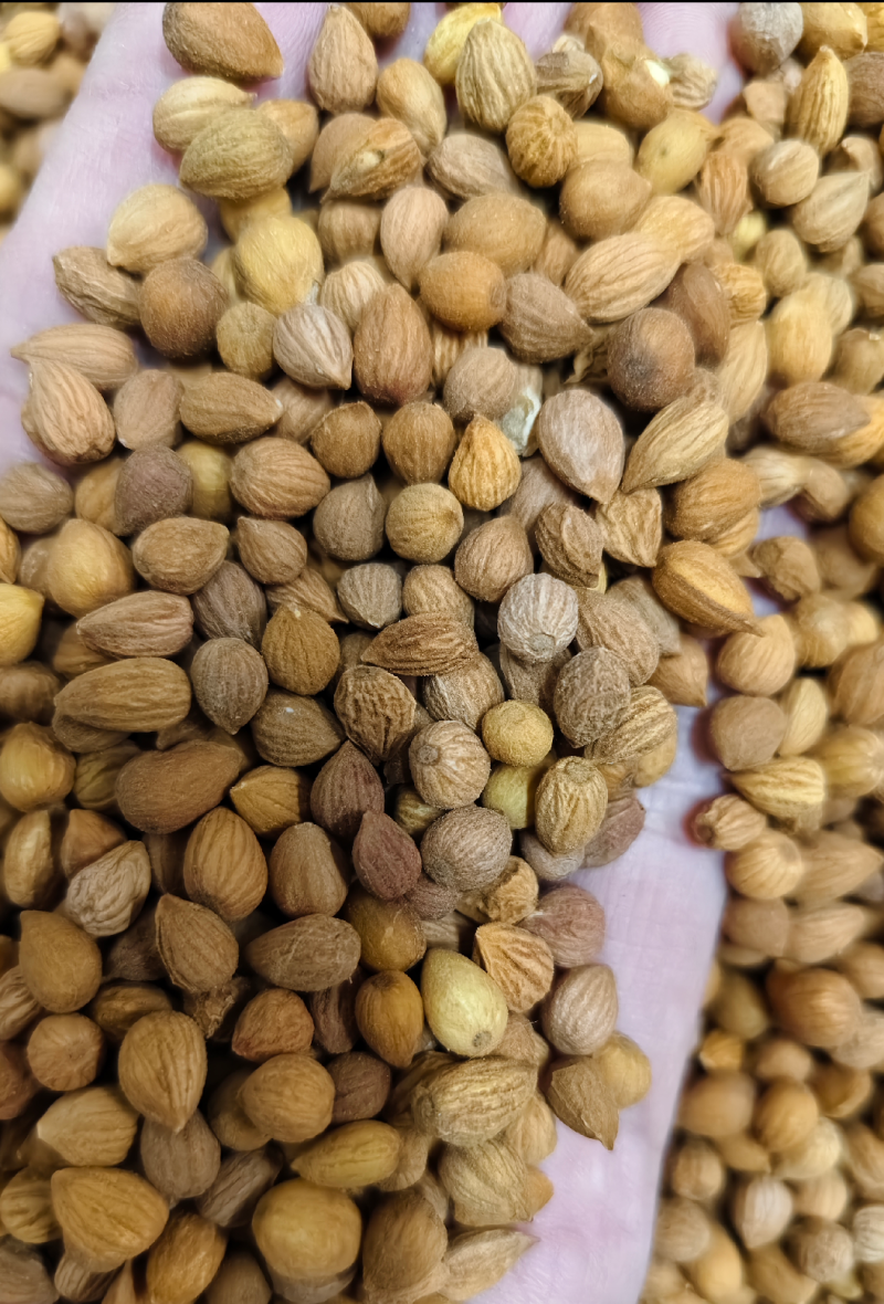 郁李仁正品郁李仁各种中药材名贵药材冷背药材批发