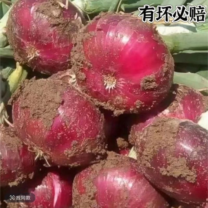 山东紫皮洋葱洋葱水果洋葱大量供应市场商超电商加工厂