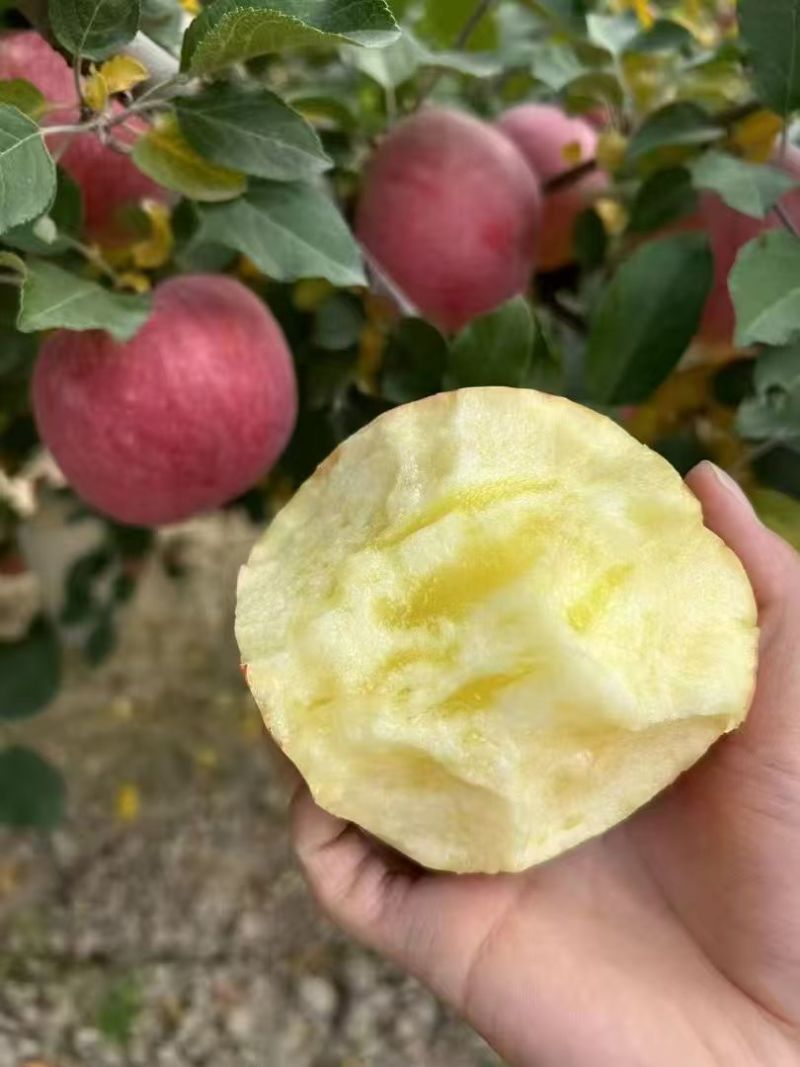 甘肃红富士原生态糖心苹果