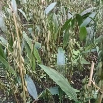 毛慈菇果夹