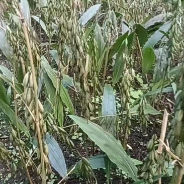 毛慈菇果夹