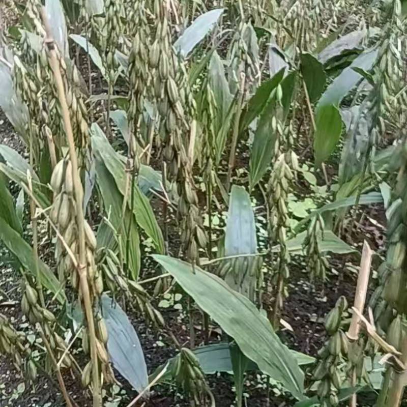 毛慈菇果夹