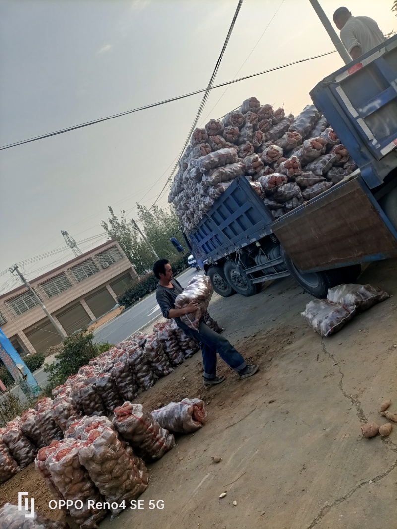 河南确山县瓦岗丘陵地高淀粉红薯