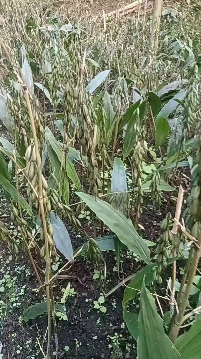 毛慈菇果夹