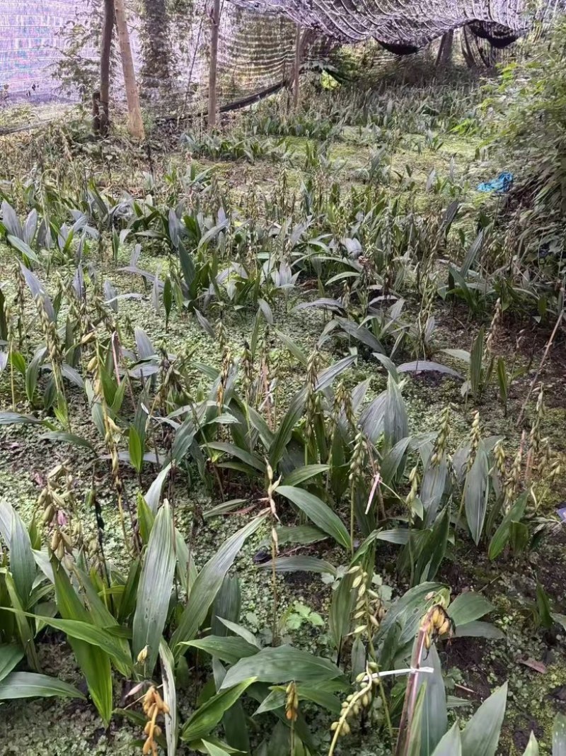 毛慈菇果夹