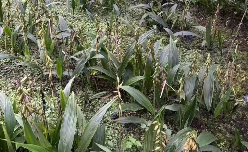 毛慈菇果夹