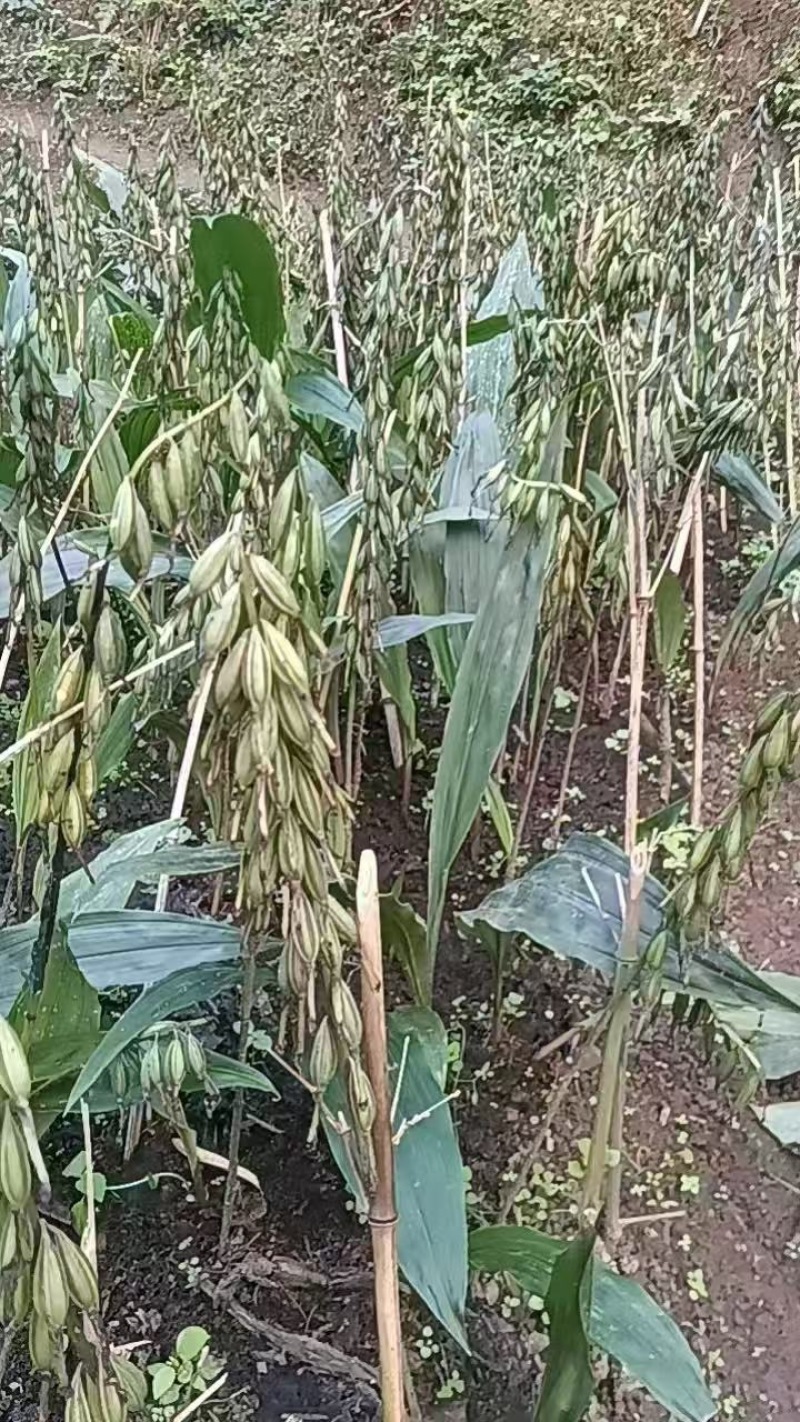 毛慈菇果夹