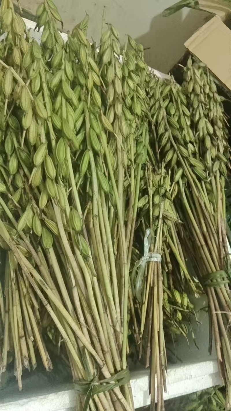 毛慈菇果夹